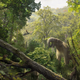 Illustration for article titled This Extinct Species is Changing What We Know About Early Ape Evolution